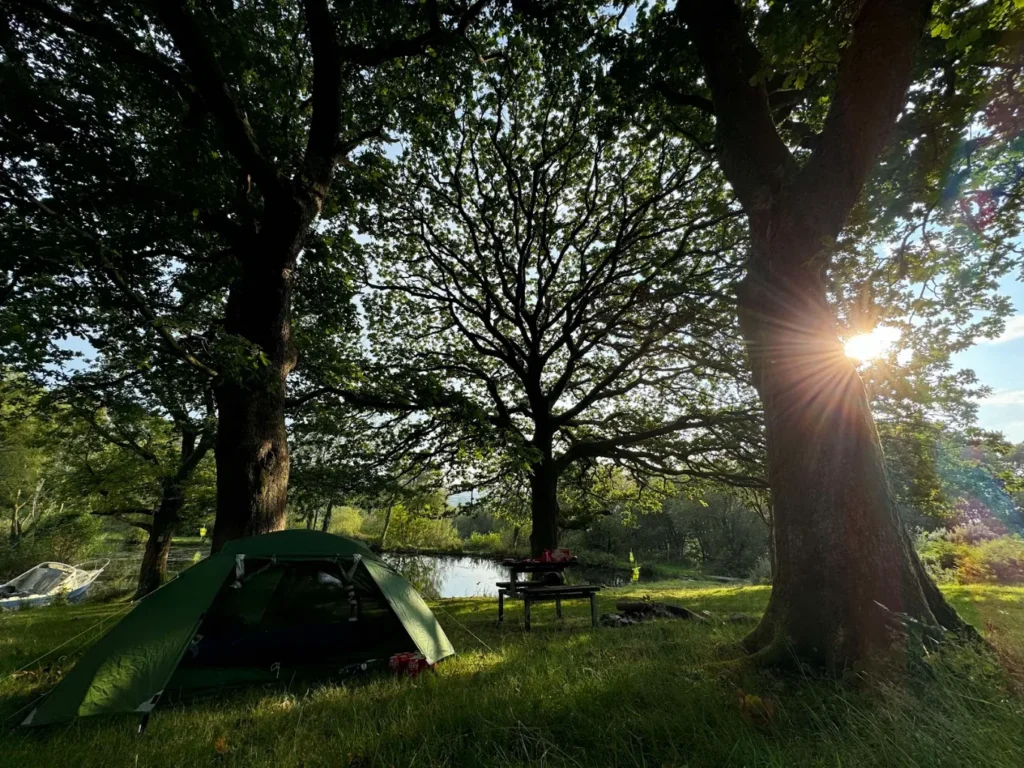 A large tree over the camping field in summer sun