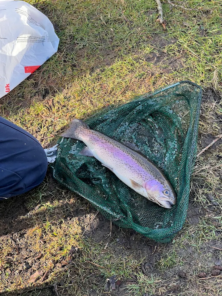A trout in the landing net